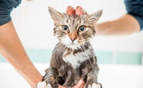 cómo bañar un gato