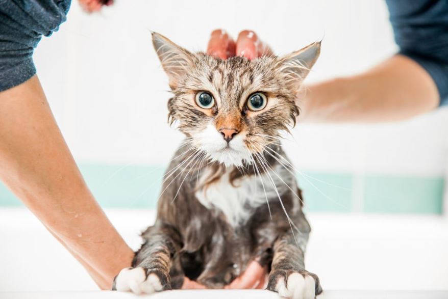 ¿Cómo bañar un gato? | 7 Pasos Importantes