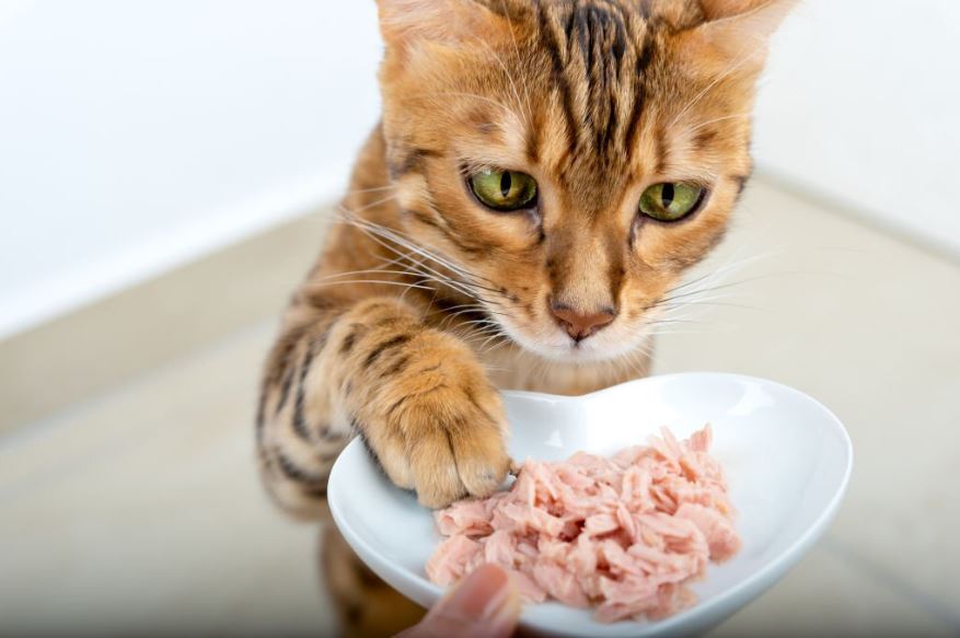 Mi gato no quiere comer: 4 Consejos a tomar en cuenta
