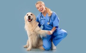 Descubre todo sobre la sarna en perros | 2 Tratamientos sarna en perros