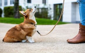 cómo educar a un perro