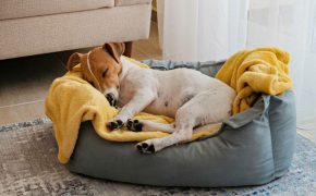 Cómo elegir una cama para perros