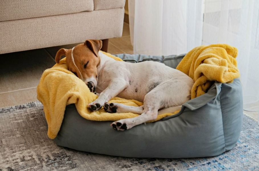 Cómo elegir una cama para perros