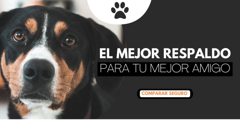 Noticia - ¿Cómo elegir una cama para perros? | 3 Pasos Clave