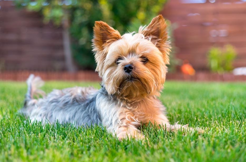 Perros Tacita de Té: 7 Consejos para educar a tu cachorro