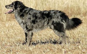 Perro Carea: Un canino español muy inteligente y leal Perro Carea