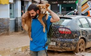 Más de 250 perros y gatos afectados por la DANA dana dog