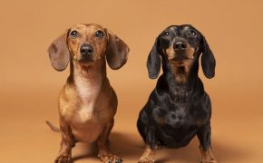 los Perros Dachshund