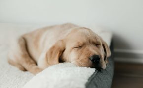 Mi cachorro no quiere comer y solo duerme