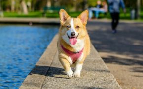 perro ideal