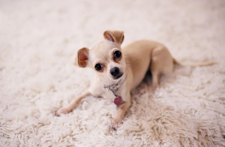 12 Tips para educar a un cachorro y que no haga sus necesidades en casa