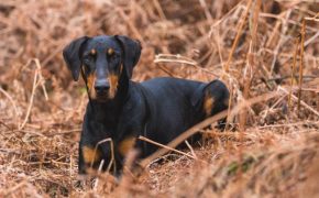 Top 6 mejores perros guardianes: Temperamento y Cuidados mejores perros guardianes
