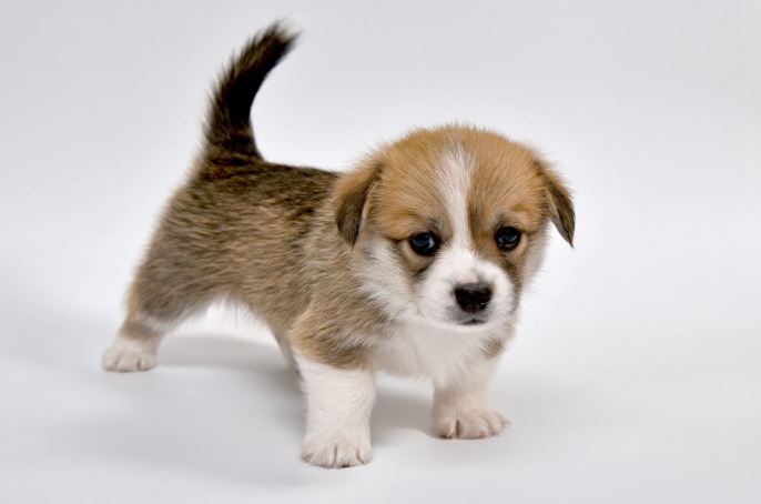 6 razas de perro que no botan pelo (o botan poco)