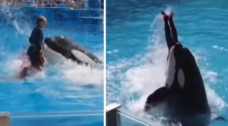 1 Orca mata a su entrenadora y esto se sabe
