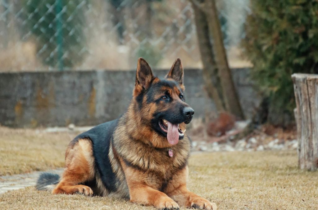 Las 10 mejores razas de perros policías Las 10 mejores razas de perros policías