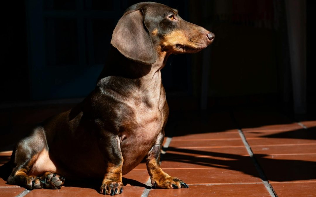 Cómo cuidar la espalda de un perro salchicha