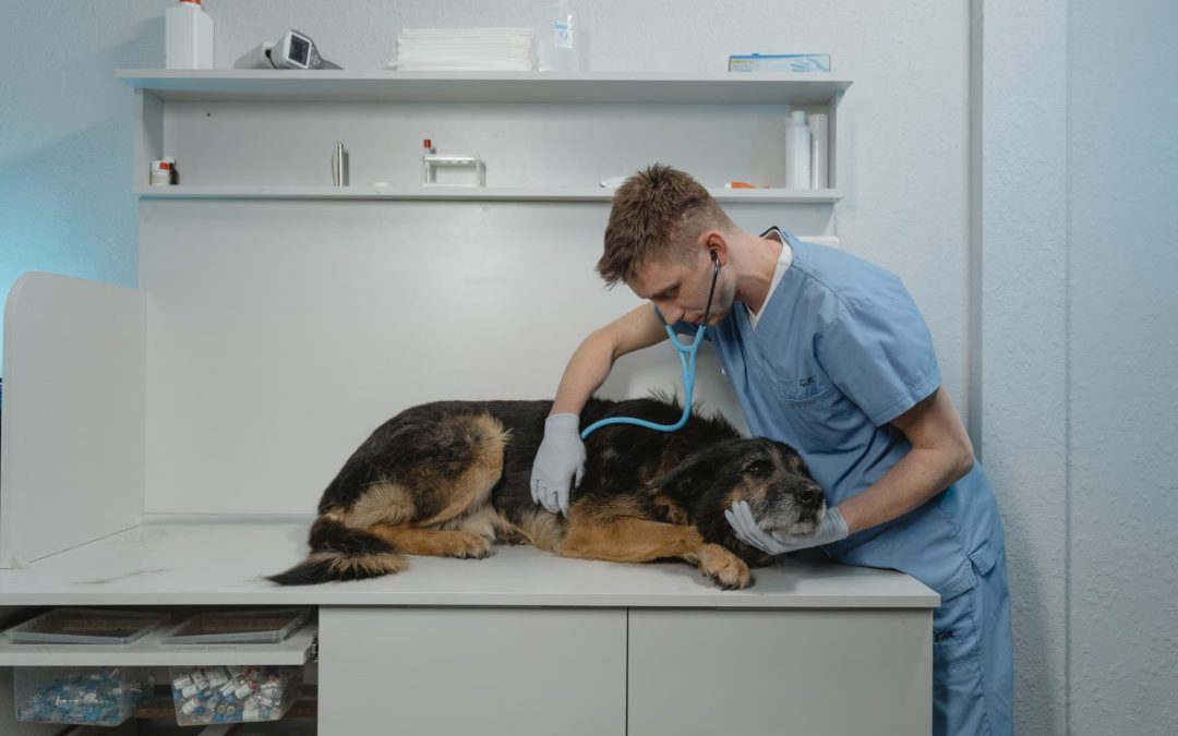 ¿Cuánto cuesta operar un perro en 2026?