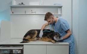 ¿Cuánto cuesta operar un perro en 2026? veterinario