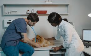 ¿Qué hacer si mi perro tiene un golpe de calor? Qué hacer si mi perro tiene un golpe de calor