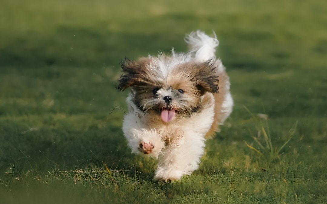 Mi perro no come cuando me voy de casa