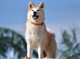 Comparador de seguros de perros Akita Inu
