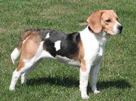 Comparador de seguros de perros Beagle