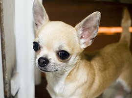 Comparador de seguros de perros Chihuahua