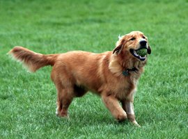 Comparador de seguros de perros Golden Retriever