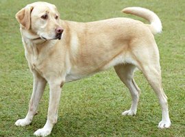 Seguros para perros Labrador Retriever