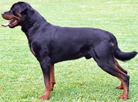 Comparador de seguros de perros Rottweiler